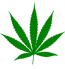 1200px-Cannabis_leaf.svg
